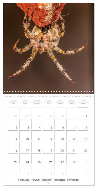Produktbild: Spiders and Tarantulas (Wall Calendar 2026 12 &times; 12 Inch) CALVENDO 12 Month Wall Calendar