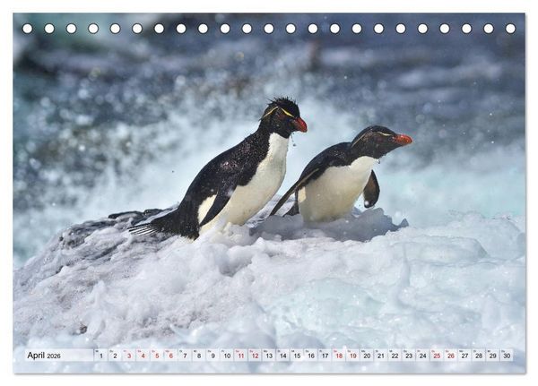 Produktbild: Pinguine der Falkland Inseln (Tischkalender 2026 DIN A5 quer), CALVENDO Monatskalender