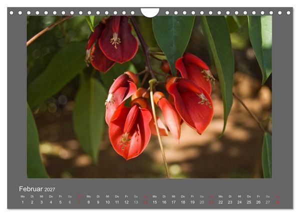 Produktbild: Madeiras Blumenwelt (Wandkalender 2027 DIN A4 quer), CALVENDO Monatskalender