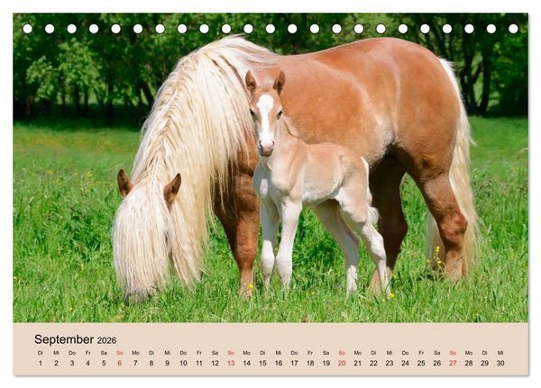 Produktbild: Haflinger Fohlen (Tischkalender 2026 DIN A5 quer), CALVENDO Monatskalender