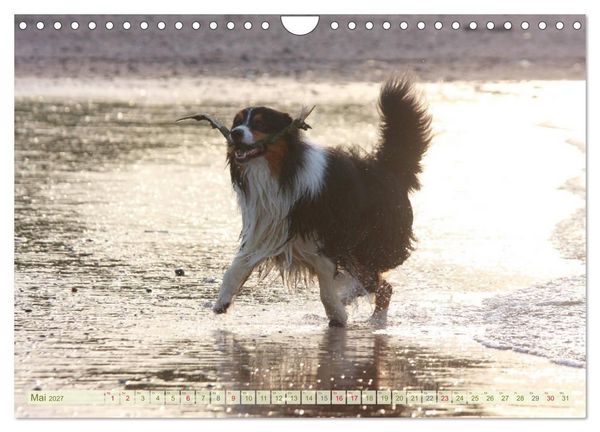 Produktbild: Australian Shepherd - H&uuml;tehunde mit Familienanschluss (Wandkalender 2027 DIN A4 quer), CALVENDO Monatskalender
