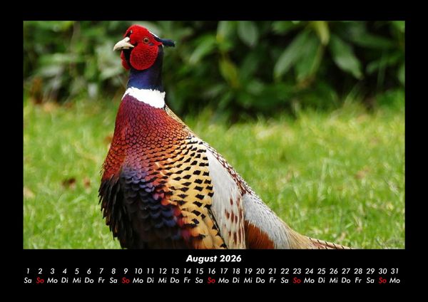 Produktbild: V&ouml;gel 2026 Fotokalender DIN A3