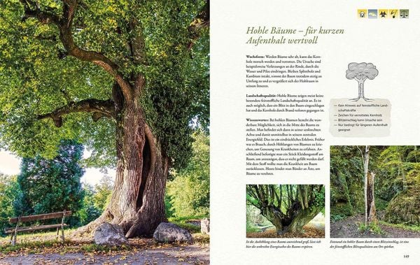 Produktbild: B&auml;ume an Orten der Kraft
