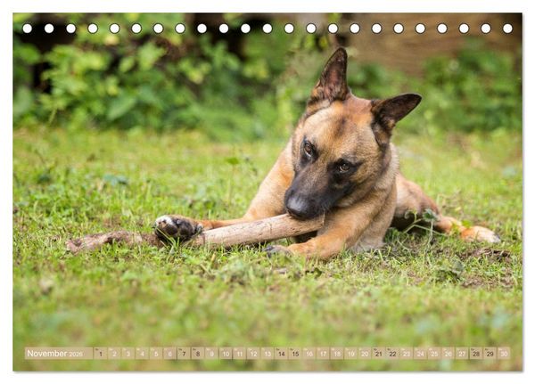 Produktbild: Sch&auml;ferhunde - Freunde auf 4 Pfoten (Tischkalender 2026 DIN A5 quer), CALVENDO Monatskalender