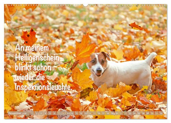 Produktbild: Jack Russell Terrier: Komm spielen (hochwertiger Premium Wandkalender 2026 DIN A2 quer), Kunstdruck in Hochglanz