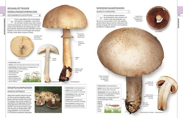 Produktbild: Pilze
