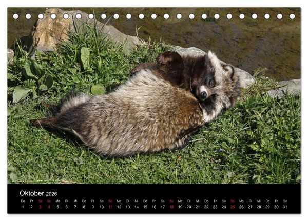 Produktbild: Marderhunde (Tischkalender 2026 DIN A5 quer), CALVENDO Monatskalender