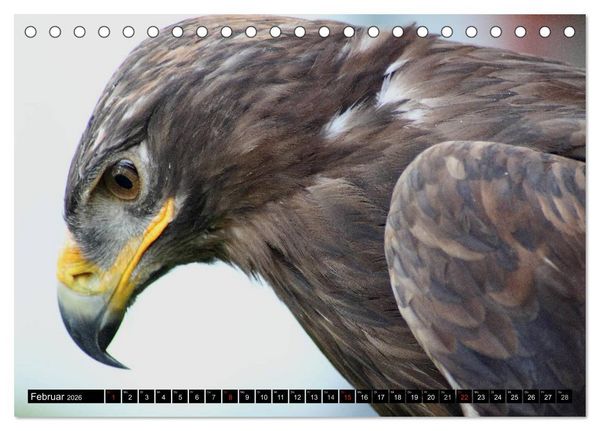 Produktbild: Adler und Greife - K&ouml;nige des Himmels (Tischkalender 2026 DIN A5 quer), CALVENDO Monatskalender
