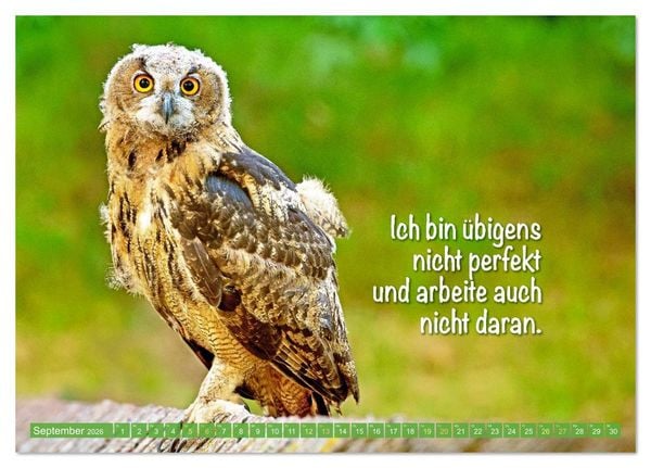 Produktbild: Die Eulen sind los: Edition lustige Tiere (Tischkalender 2026 DIN A5 quer), CALVENDO Monatskalender
