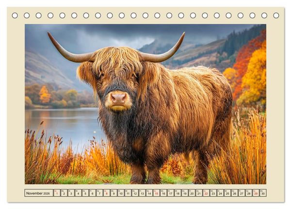 Produktbild: Schottische Hochlandrinder. Zwischen Nebel, Natur und rauer Pracht (Tischkalender 2026 DIN A5 quer), CALVENDO Monatskalender