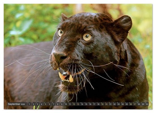 Produktbild: Raubkatzen: Geschmeidige J&auml;ger (hochwertiger Premium Wandkalender 2026 DIN A2 quer), Kunstdruck in Hochglanz