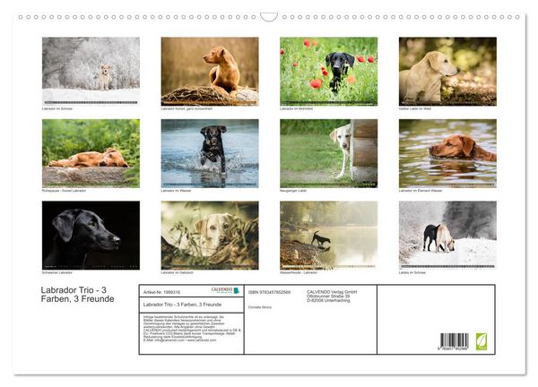 Produktbild: Labrador Trio - 3 Farben, 3 Freunde (Wandkalender 2026 DIN A2 quer), CALVENDO Monatskalender