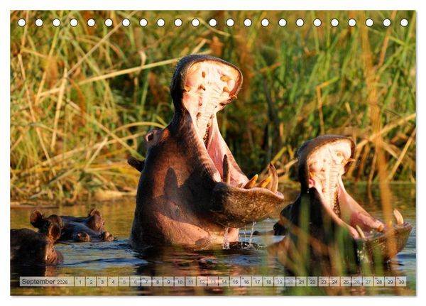 Produktbild: Afrikas Tierwelt Christian Heeb (Tischkalender 2026 DIN A5 quer), CALVENDO Monatskalender