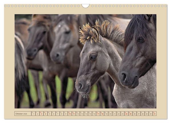 Produktbild: D&uuml;lmener Wildpferde im M&uuml;nsterland (Wandkalender 2026 DIN A3 quer), CALVENDO Monatskalender