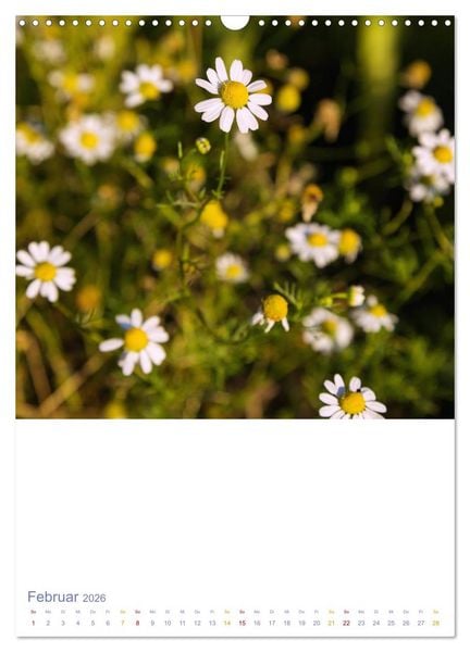 Produktbild: Sch&ouml;ne Wegwarten. Heimische Heilpflanzen am Wegesrand (Wandkalender 2026 DIN A3 hoch), CALVENDO Monatskalender