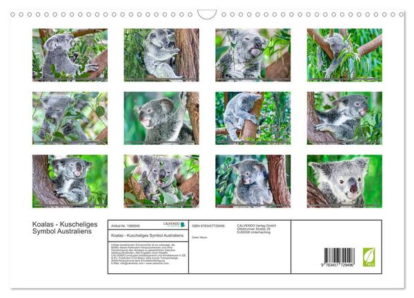 Produktbild: Koalas - Kuscheliges Symbol Australiens (Wandkalender 2026 DIN A3 quer), CALVENDO Monatskalender