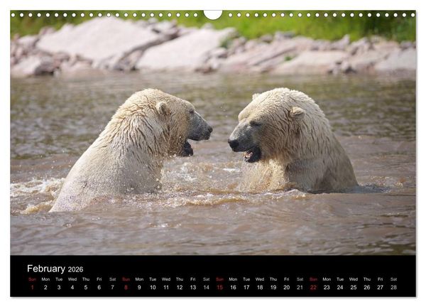 Produktbild: POLAR BEARS - ARCTIC LEGENDS (Wall Calendar 2026 DIN A3 landscape), CALVENDO 12 Month Wall Calendar