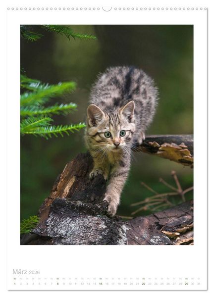 Produktbild: Wildkatzen - Kleine Samtpfoten des Waldes (Wandkalender 2026 DIN A2 hoch), CALVENDO Monatskalender