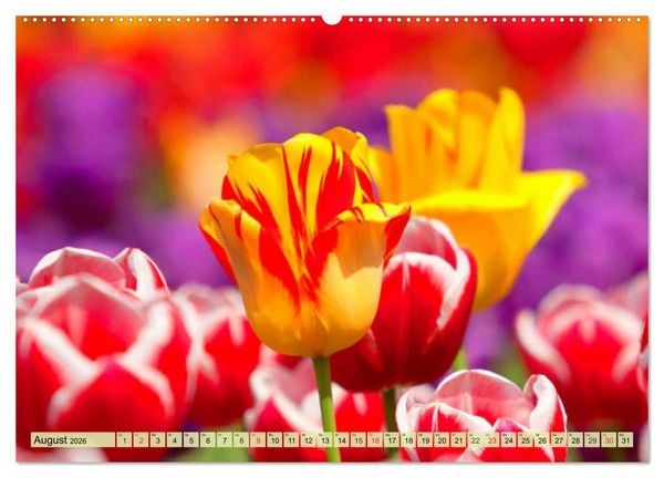 Produktbild: Tulpen. Zauberhafte Bl&uuml;tenpracht (Wandkalender 2026 DIN A2 quer), CALVENDO Monatskalender