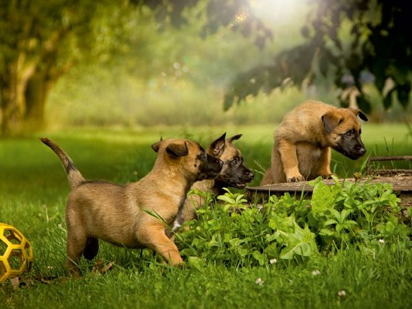 Produktbild: CALVENDO Puzzle Hundekinder entdecken die Welt... 1000 Teile Puzzle quer | 1000 Teile Lege-Gr&ouml;&szlig;e 64 &times; 48 cm Foto-Puzzle f&uuml;r gl&uuml;ckliche Stunden