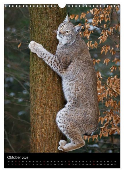 Produktbild: Der Luchs - Europas gr&ouml;&szlig;te Samtpfote (Wandkalender 2026 DIN A3 hoch), CALVENDO Monatskalender