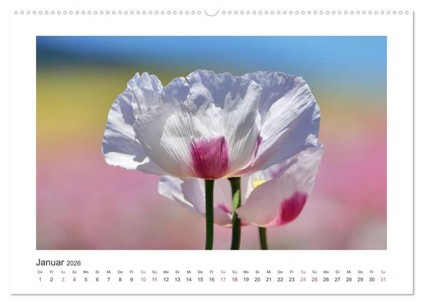 Produktbild: Mohn, Bl&uuml;tenzauber in Rosa, Pink und Wei&szlig; (Wandkalender 2026 DIN A2 quer), CALVENDO Monatskalender