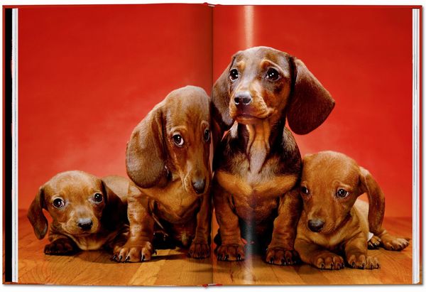 Produktbild: Walter Chandoha. Dogs. Photographs 1941&ndash;1991