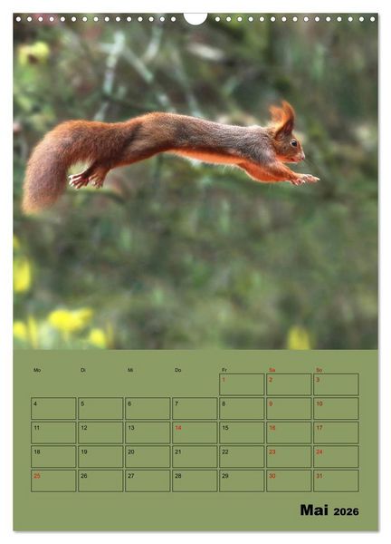 Produktbild: Eichh&ouml;rnchen - Planer (Wandkalender 2026 DIN A3 hoch), CALVENDO Monatskalender