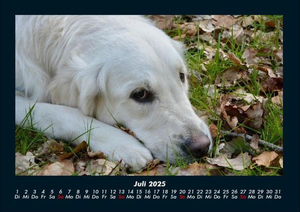 Produktbild: Hundezauber 2025 Fotokalender DIN A4