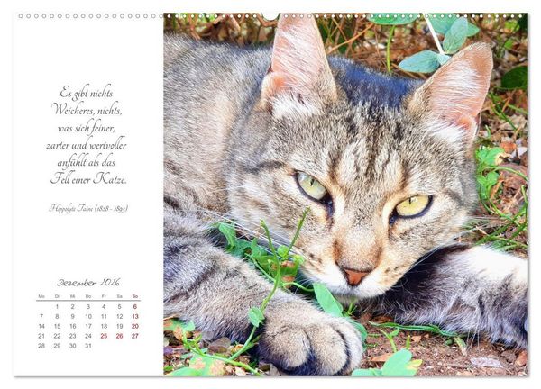 Produktbild: Catlovers - Ein Jahr voller Samtpfoten und charmanten Weisheiten (Wandkalender 2026 DIN A2 quer), CALVENDO Monatskalender