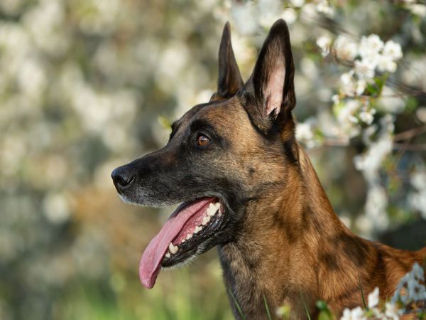 Produktbild: CALVENDO Puzzle Malinoish&uuml;ndin | 1000 Teile Lege-Gr&ouml;&szlig;e 64x48cm Foto-Puzzle f&uuml;r gl&uuml;ckliche Stunden