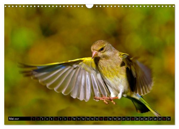 Produktbild: Die Sch&ouml;nheit der Gartenv&ouml;gel im Flug (Wandkalender 2027 DIN A3 quer), CALVENDO Monatskalender