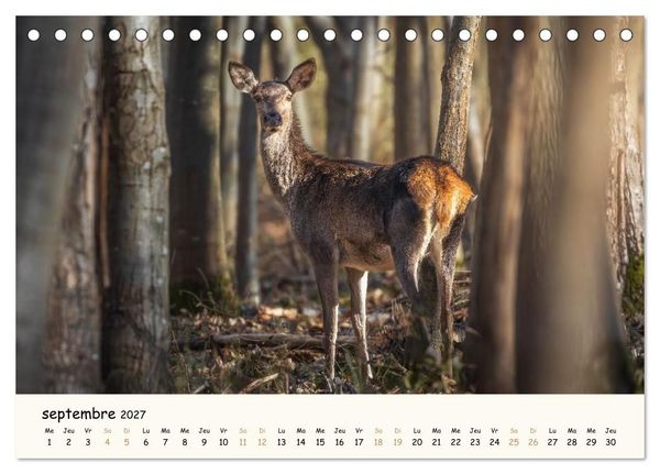 Produktbild: Les murmures de la for&ecirc;t - Regards d'animaux (Calendrier de bureau 2027 DIN A5 vertical), CALVENDO calendrier mensuel
