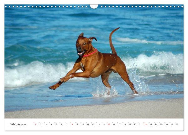 Produktbild: Rhodesian Ridgebacks (Wandkalender 2026 DIN A3 quer), CALVENDO Monatskalender