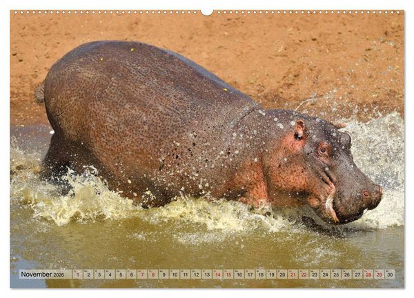 Produktbild: Faszination Afrika: Flusspferde (Wandkalender 2026 DIN A2 quer), CALVENDO Monatskalender