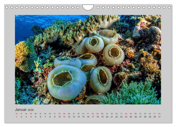 Produktbild: Korallen-Riffe Tauchertr&auml;ume (Wandkalender 2026 DIN A4 quer), CALVENDO Monatskalender