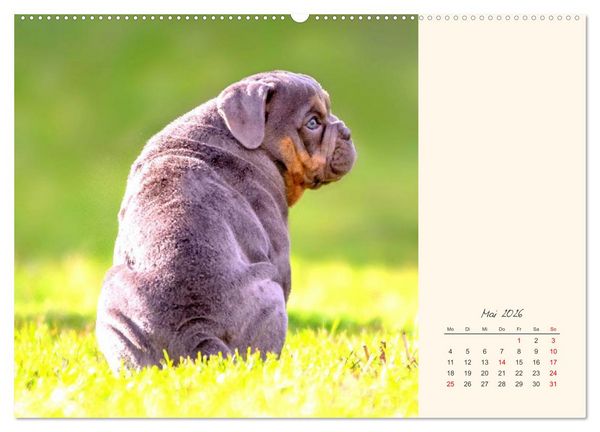 Produktbild: Dicke Freunde. Englische Bulldoggen (Wandkalender 2026 DIN A2 quer), CALVENDO Monatskalender