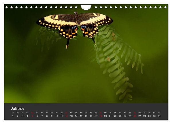 Produktbild: Schmetterlinge (Wandkalender 2026 DIN A4 quer), CALVENDO Monatskalender