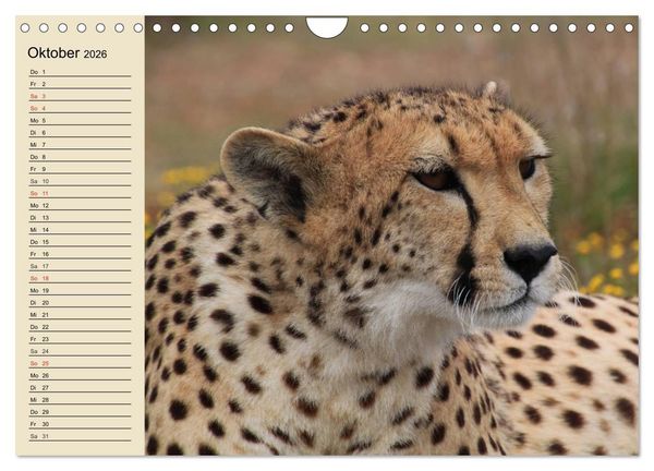 Produktbild: Die Lautlosen. Geparden und Leoparden (Wandkalender 2026 DIN A4 quer), CALVENDO Monatskalender