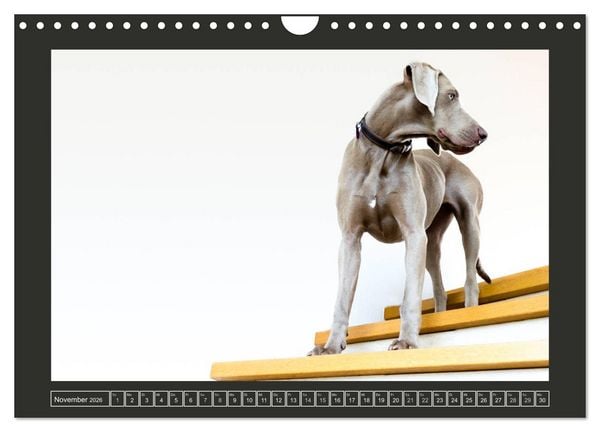 Produktbild: Weimaraner - Ein Welpenjahr (Wandkalender 2026 DIN A4 quer), CALVENDO Monatskalender