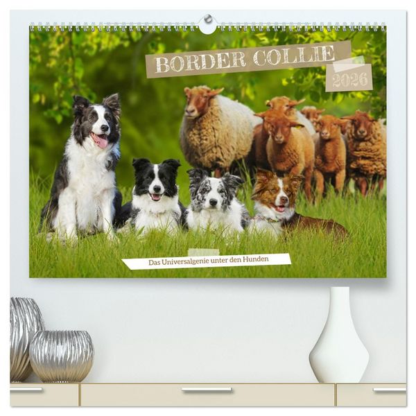 Produktbild: Border Collie - Das Universalgenie unter den Hunden (hochwertiger Premium Wandkalender 2026 DIN A2 quer), Kunstdruck in Hochglanz