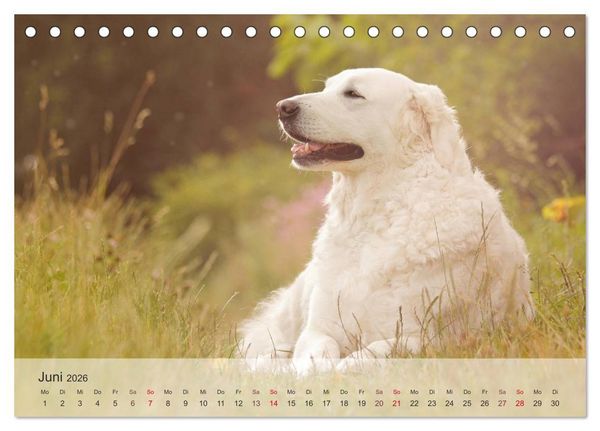 Produktbild: Hunde 2026 - Treue Begleiter (Tischkalender 2026 DIN A5 quer), CALVENDO Monatskalender