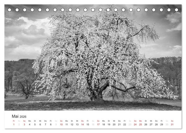 Produktbild: B&auml;ume - Natursch&ouml;nheiten in schwarz-wei&szlig; (Tischkalender 2026 DIN A5 quer), CALVENDO Monatskalender