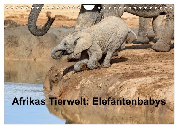 Produktbild: Afrikas Tierwelt: Elefantenbabys (Wandkalender 2027 DIN A4 quer), CALVENDO Monatskalender