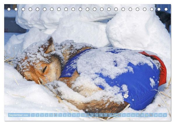 Produktbild: Schlittenhunderennen: Rasantes Schneetreiben (Tischkalender 2026 DIN A5 quer), CALVENDO Monatskalender