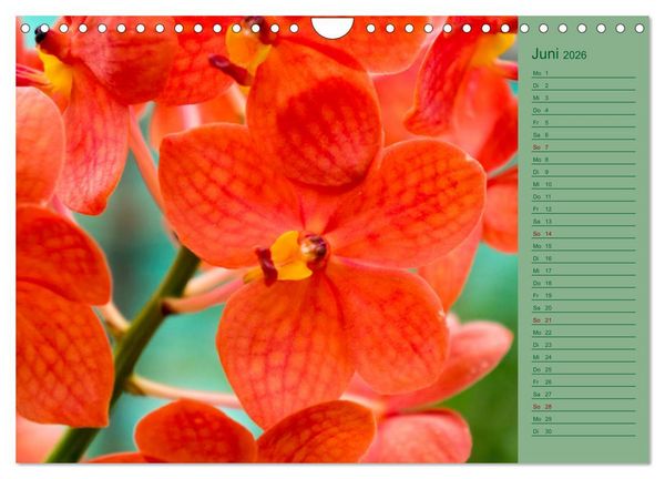 Produktbild: Farbzauber Natur Orchideen - CH Version (Wandkalender 2026 DIN A4 quer), CALVENDO Monatskalender