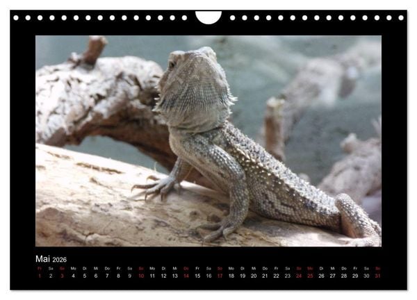 Produktbild: Faszinierende Reptilien (Wandkalender 2026 DIN A4 quer), CALVENDO Monatskalender