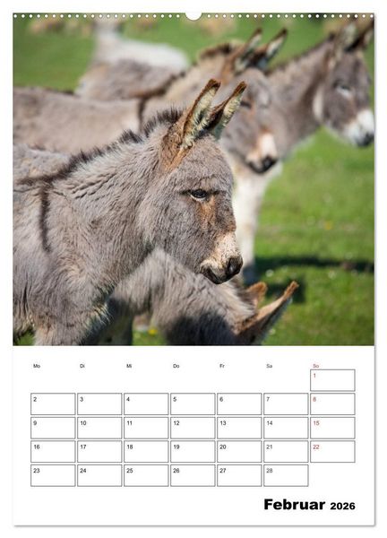 Produktbild: S&uuml;&szlig;e Esel. Langohren zum Verlieben (hochwertiger Premium Wandkalender 2026 DIN A2 hoch), Kunstdruck in Hochglanz