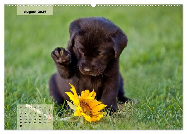 Produktbild: Welpenspa&szlig; (Wandkalender 2026 DIN A2 quer), CALVENDO Monatskalender
