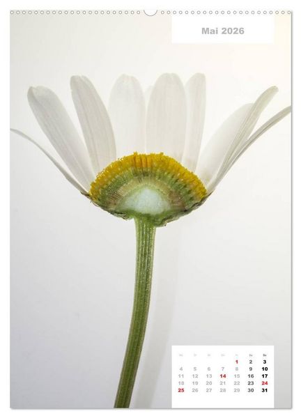Produktbild: Schnittblumen 2026 (Wandkalender 2026 DIN A2 hoch), CALVENDO Monatskalender